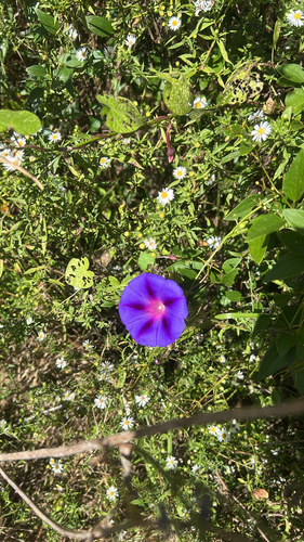 common morning-glory