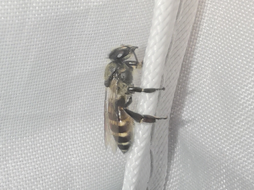 Black Dwarf Honey Bee