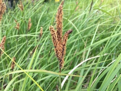 Carex riparia
