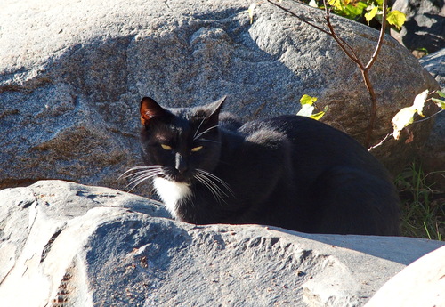 Domestic Cat