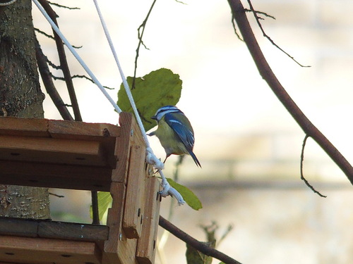 Eurasian Blue Tit