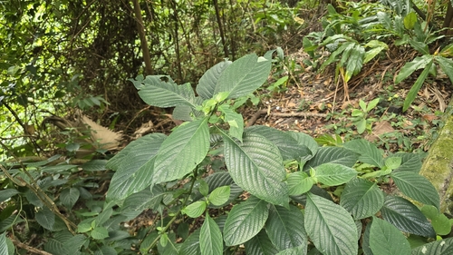 Eranthemum pulchellum observed 2026-10-17