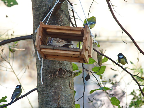 Great Tit