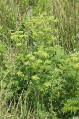 Afroligusticum thodei