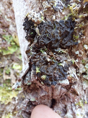 Leptogium observed 2026-10-16
