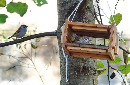 Eurasian Tree Sparrow