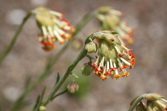 Glumicalyx goseloides