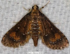 Niphograpta albiguttalis