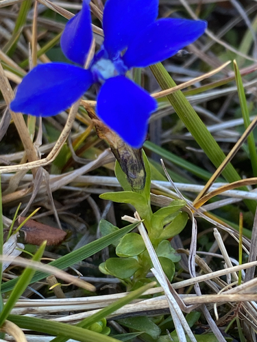 Bavarian gentian