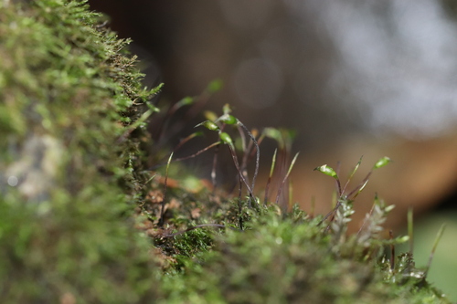 Rhynchostegiella teneriffae observed 2026-10-14