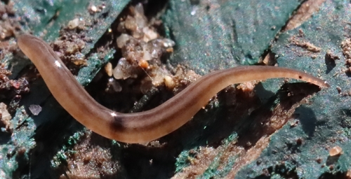 Rhynchodemus observed 2026-10-17