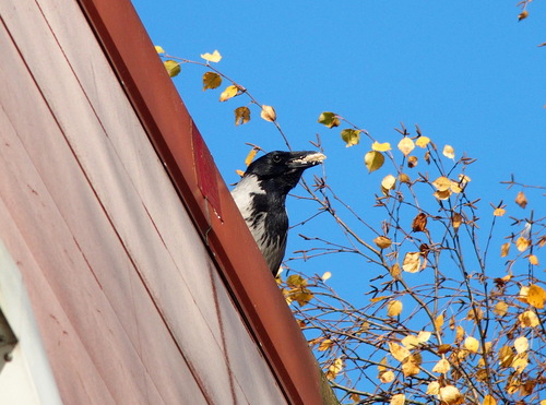 Hooded Crow