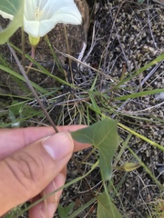 Calystegia atriplicifolia