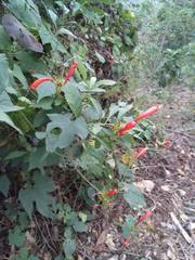 Ipomoea hastigera