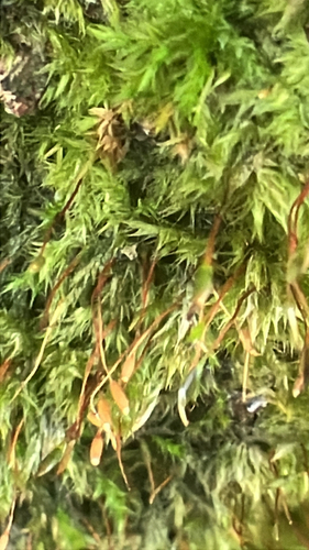 Pylaisia polyantha observed 2026-10-16