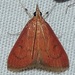Oenobotys texanalis - Photo (c) Trinity River NWR,  זכויות יוצרים חלקיות (CC BY-NC-ND), uploaded by Trinity River NWR