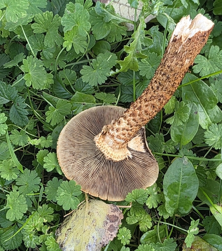 shaggy scalycap