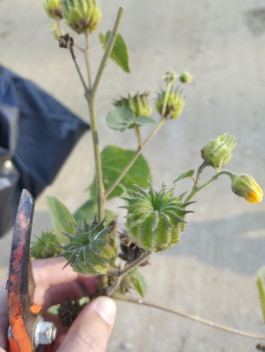 velvetleaf