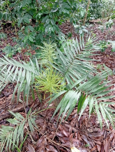 Chamaedorea observed 2026-10-17