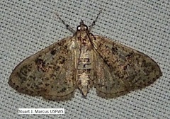 Palpita arsaltealis