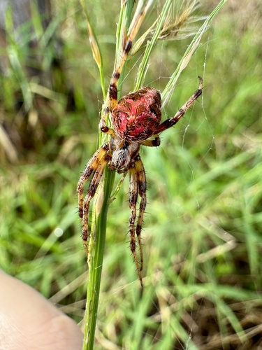 Arabesque Orbweaver