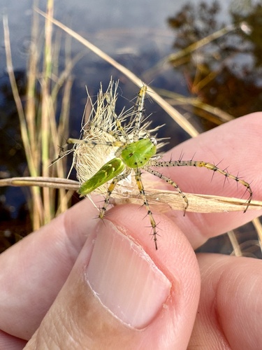 Green Lynx Spider