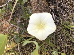 Calystegia atriplicifolia