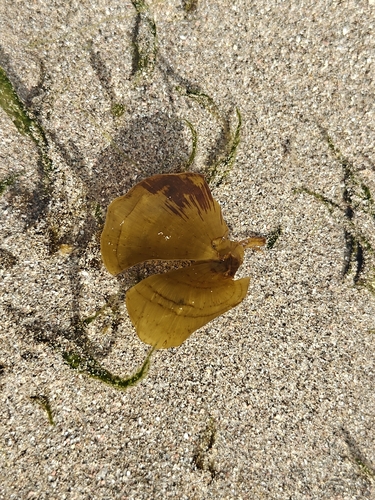 Stypopodium zonale observed 2026-10-17