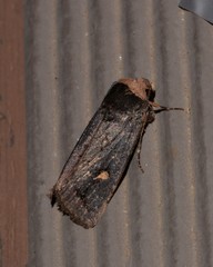 Proteuxoa cinereicollis