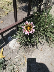 Gazania