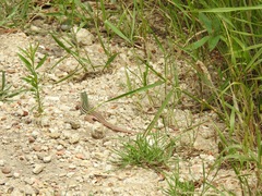 Aspidoscelis gularis