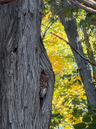 Eastern Screech-Owl observed by oliviachowdhury
