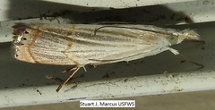 Parapediasia decorellus