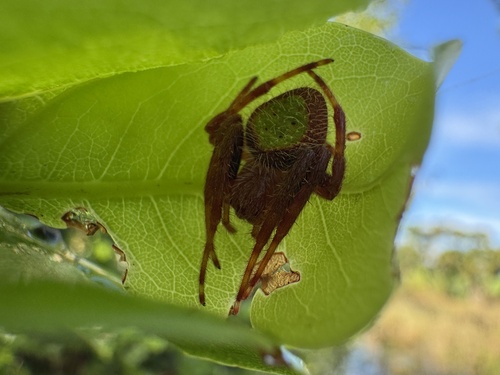 Tropical Orbweaver