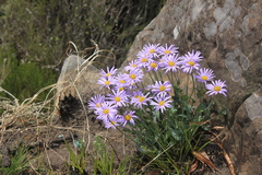 Afroaster perfoliatus