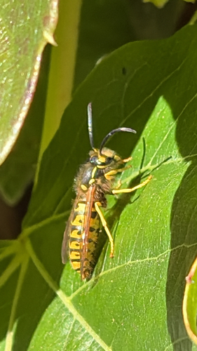 German Yellowjacket