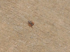 Habronattus icenoglei