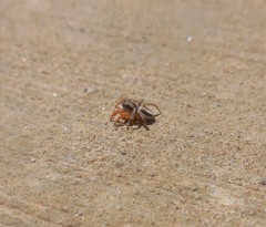 Habronattus icenoglei