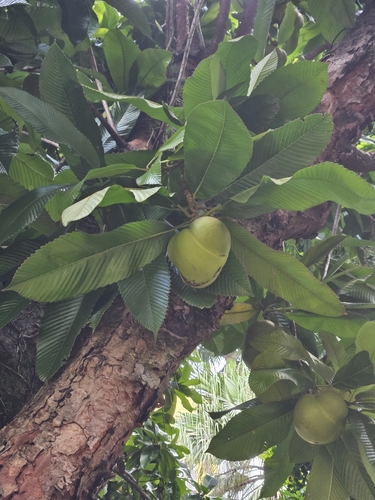 Dillenia indica observed 2026-10-17