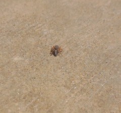 Habronattus icenoglei
