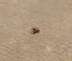 Habronattus icenoglei