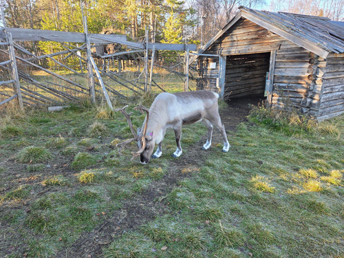 Caribou observed by reanneb