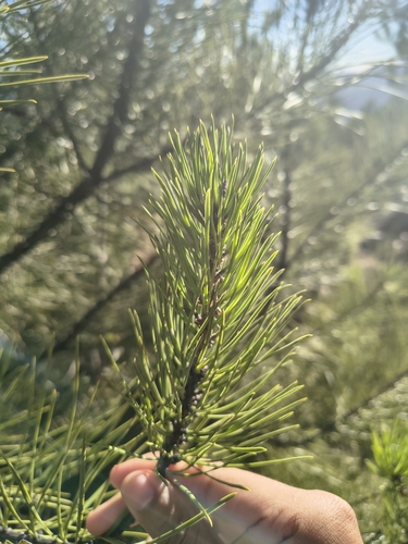 Pinus attenuata, 2026-10-16