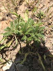 Acaena pinnatifida californica