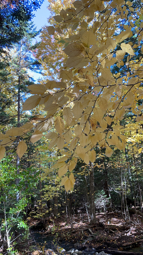 American beech