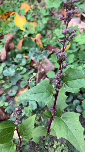 Eurasian maple-leaved goosefoot