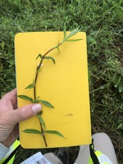 Diodia virginiana