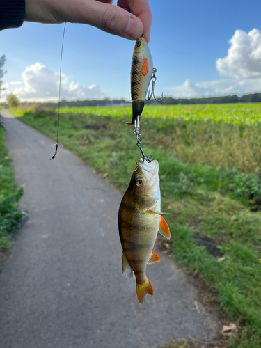 European Perch