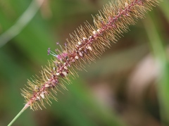Setaria sphacelata sericea