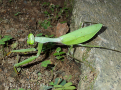 Hierodula purpurescens